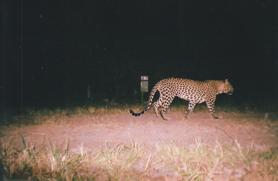 BPL-123 eight years earlier on camera trap. Photo by: Ullas Karanth.