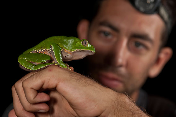 Giant leaf frogs are among the 50 reptiles and amphibian species found in the park. Photo by: Andre Baertschi.