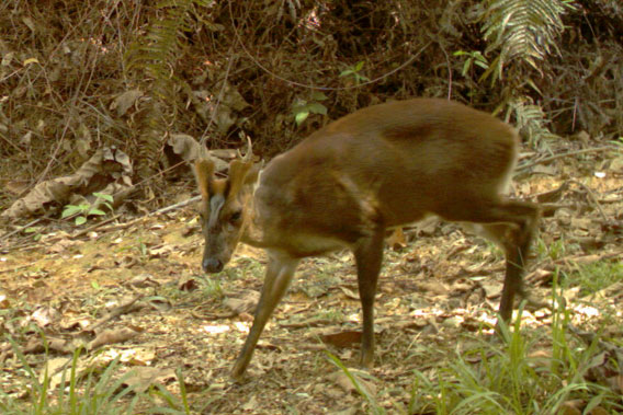 A muntjac in Wehea Forest. Photo by: Brent Loken/Ethical Expeditions.