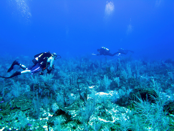 Divers surveying. Photo by: Brian Beck.