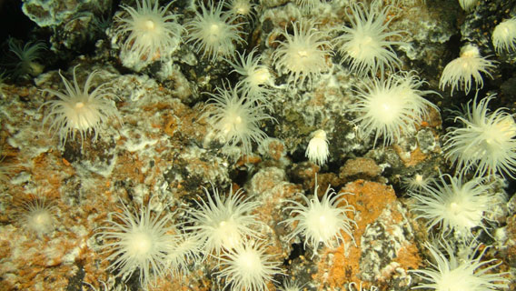 Anemones at the world's deepest undersea vents. Photo by: University of Southampton/NOC. 