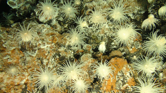 Anemonen an einem der tiefsten untermeerischen Schlote der Welt. Foto: University of Southampton/NOC. 