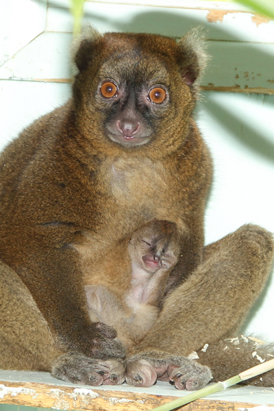 A newborn greater bamboo lemur baby at the Port Lympne Wild Animal Park. Photo by: Dave Rolfe.