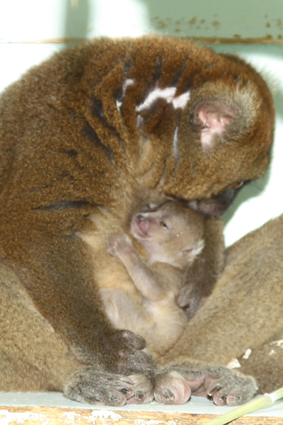 Mom and baby, which has yet to be named. Photo by: Dave Rolfe.