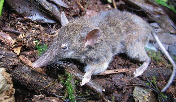 A rodent unlike any other: Paucidentomys vermidax. Photo from: Esselstyn et al.