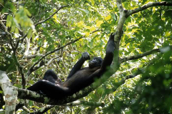 PDF) The Ecological Role of the Bonobo. Seed dispersal service in Congo  forests