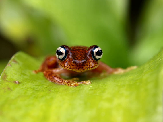 The area around Andasibe in east‐central Madagascar supports more than 100 species of frogs. Mitsinjo, a community‐run conservation organization based in Andasibe, has recognized the importance of their uniquely rich amphibian fauna by developing a captive breeding and husbandry research facility at Analamazaotra Special Reserve for species such as Boophis pyrrhus. Photo: Devin Edmonds.