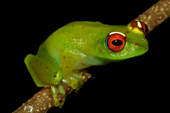 Confirmed new frog species from Betampona Forest Reserve in the Boophis genus. Photo by: Gonçalo M. Rosa.