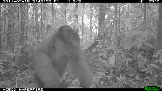 A male Bornean orangutan on the ground in Wehea Forest. Photo by: Brent Loken/Ethical Expeditions.