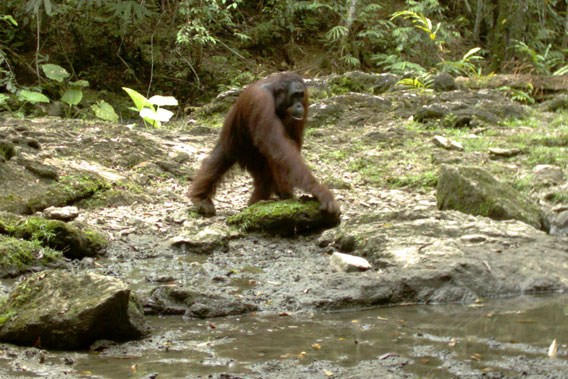 Bornean orangutan in Kalimantan, Indonesia. Photo by: Brent Loken/Ethical Expeditions.