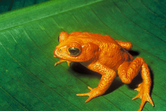  The golden toad (Bufo periglenes) is one of well-over a hundred frogs that are believed to have gone extinct over the past few decades.  Photo by: US Fish and Wildlife Service.