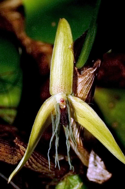 This is the world's only known night-blooming orchid. Discovered in Papua New Guinea, this orchid open from 10 PM to early morning. It is named Bulbophyllum nocturnum, which means 