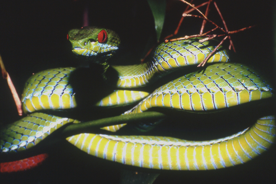  Die leuchtend rubinroten Augen der neuesten Entdeckung unter den  Grubenottern, Cryptelytrops rubeus, sind kaum zu übersehen. Sie wurde 2011 zum ersten Mal beschrieben. Foto ©: Peter Paul van Dijk. 