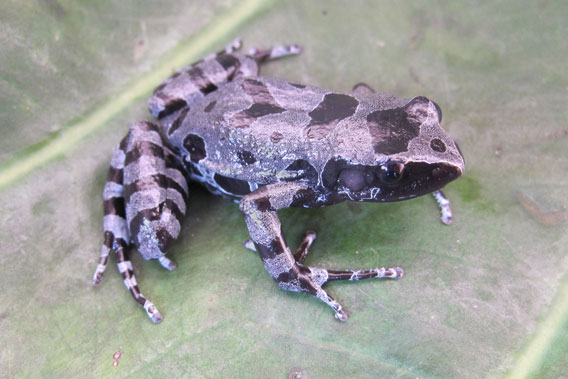 The Bururi long-fingered frog was rediscovered after missing for 62 years. Photo by: David Blackburn.