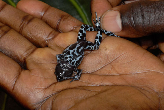 The underside of the Bururi long-fingered frog. Photo by: Eli Greenbaum.