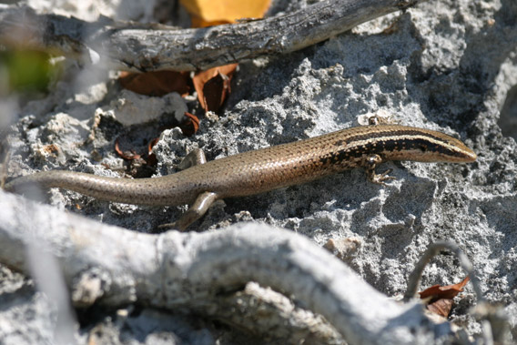New species: a Caicos Islands skink. Photo by: Joseph Burgess.