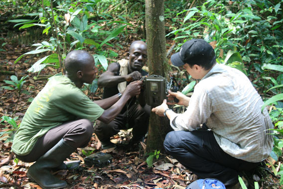 Setting up a camera trap, Sapo National Park, Liberia © Ben Collen/Zoological Society of London.