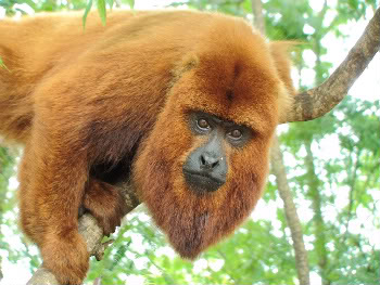 When it comes to Yellow Fever, conserving howler monkeys saves lives