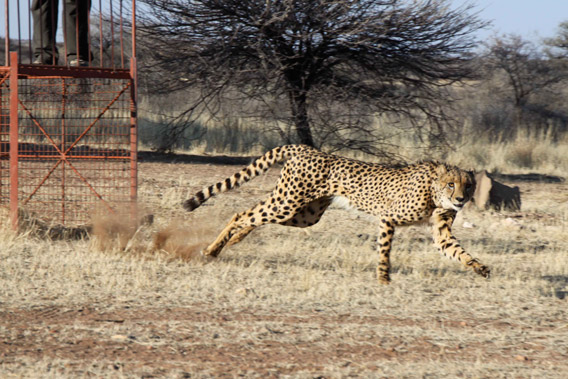 Cheetah release. Photo by: N/a'an ku se Research Project.