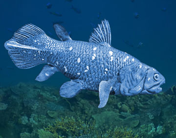 The coelacanth proved to be one of the most shocking discoveries of the 20th Century. Illustration by William Rebsamen.