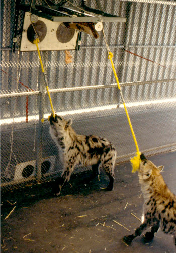 spotted hyena problem solving teams