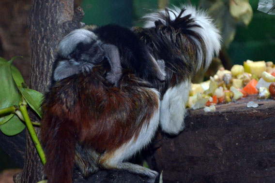 When full grown these cottontop tamarins will be about the size of a squirrel. Photo courtesy of ZSL.