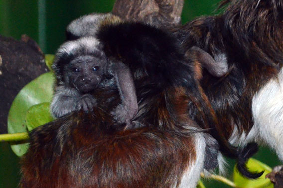 Newborn twin cottontop tamarins clinging to their parent's back. Photo courtesy of ZSL.