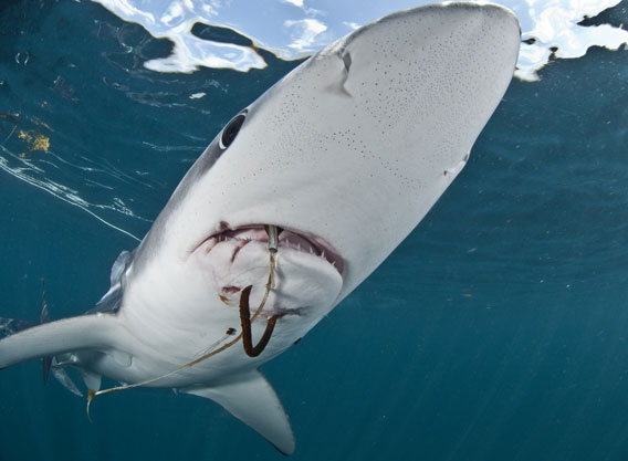 Blue shark with longline hook. Photo by: Terry Goss.