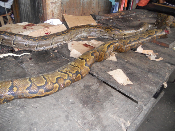 African rock pythons killed for bushmeat. Photo courtesy of ESI.