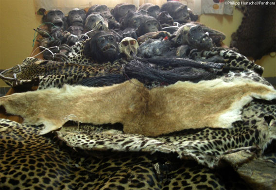 Heads of red river hogs left by train tracks. Red river hogs are preferred prey of both leopards and locals. Photo by: Philipp Henschel/Panthera.