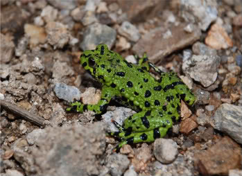 South Korea's frogs have avoided amphibian crisis so far, an interview with  Pierre Fidenci