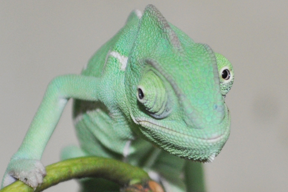 Baby Yemen chameleon. Photo courtesy of ZSL Whipsnade Zoo.