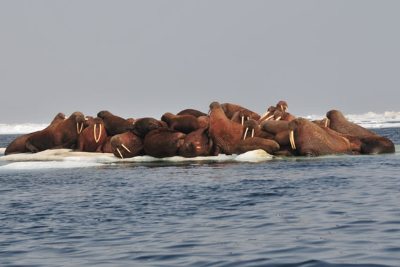 Walruses resting on an ice floe in the Chukchi sea.