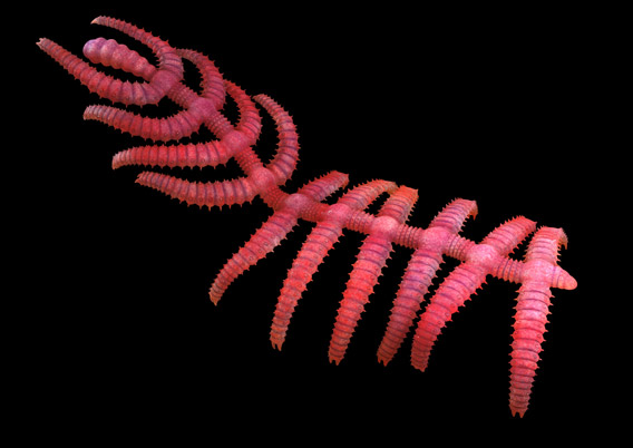  Belonging to an extinct group of little-known animals called the Lobopodia, this fossil species was given the name walking cactus (Diania cactiformis) for its resemblance to imagined trotting cacti. Discovered in China, the species was alive during the Cambrian, an incredible 520 million years ago.  Reconstruction by: Jianni Li.