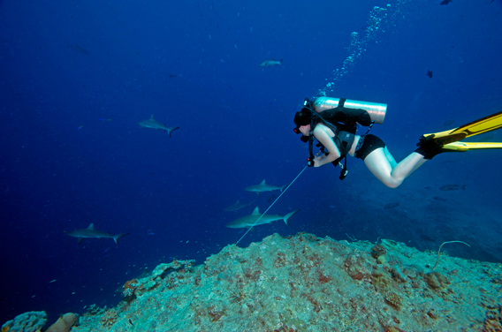  Tourism in Palau makes sharks worth more alive than dead. Here a diver in Palau swims with five reef sharks. Photo by: Todd Essick..