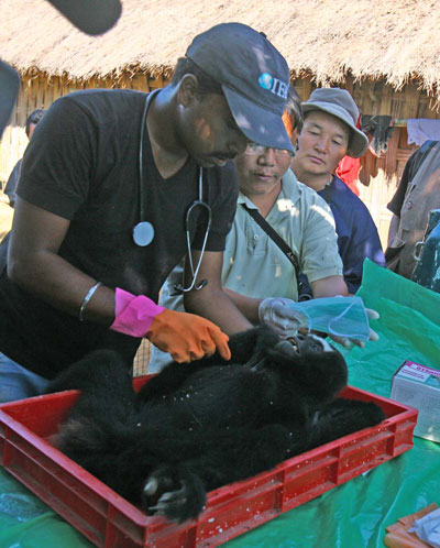  Dr. Abhijit Bhawal checking gibbon. Photo by: Dipankar Bhagawati.