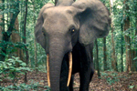 Photos: up close and personal with Sumatran elephants