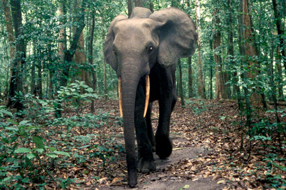  Forest elephant. Photo by: Carlton Ward Junior.