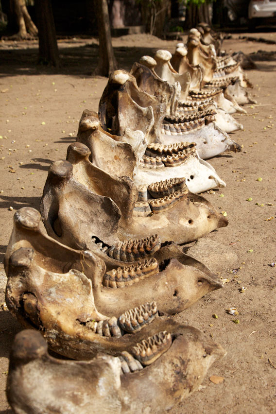 The skulls of a family of elephants that were slaughtered for their tusks in Quirimbas National Park, Mozambique. Photo by: EIA.