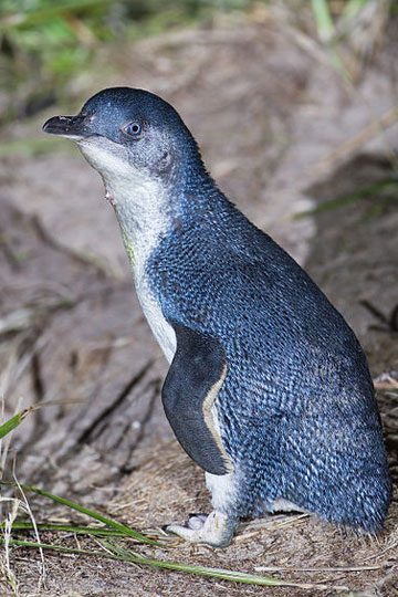 The little blue penguin (Eudyptula minor), also known as the fairy penguin, is the world's smallest penguin. Photo by: Noodle snacks. 