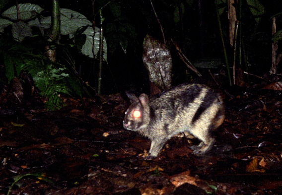 Almost nothing is known about the Sumatran striped rabbit, but it is likely threatened with extinction. Photo by: Jeremy Holden/Fauna and Flora International.