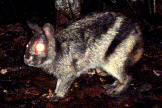 Close-up look at the Sumatran striped rabbit. Photo by: Jeremy Holden/Fauna and Flora International.