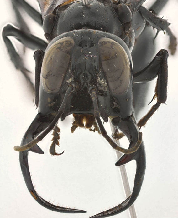 Close-up of male's head. Photo by: Andrew Richards, Bohart Museum of Entomology.