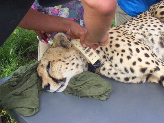 Fitting tracking collar onto wild cheetah. Photo by: N/a'an ku se Research Project.