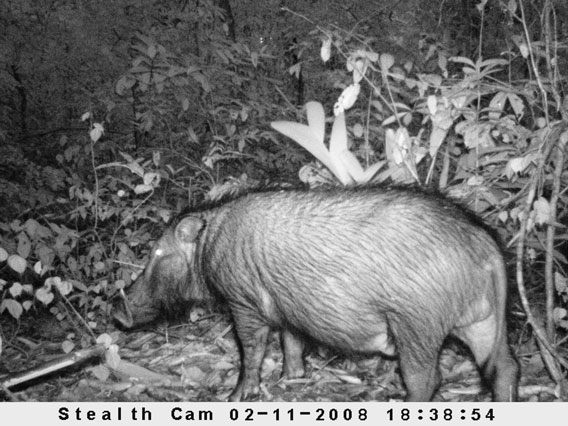 A forest hog in Sapo National Park, Liberia. © Ben Collen/ZSL/FFI/FDA.