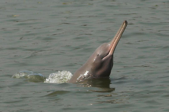 Ganges River dolphin in the Sundarbans. Photo by: Rubaiyat Mansur.