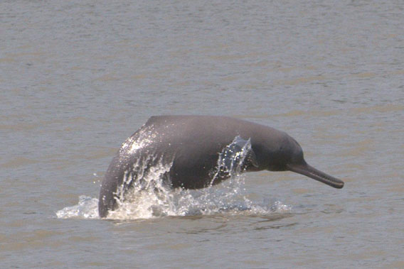 Ganges river dolphin. Photo by: Zahangor Alom.