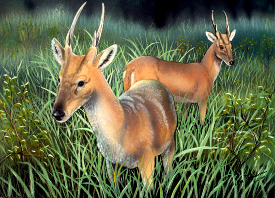The giant muntjac, or large-antlered muntjac, was discovered in 1994 in Vietnam. It shares the forest with the saola. Illustration by: William Rebsamen.
