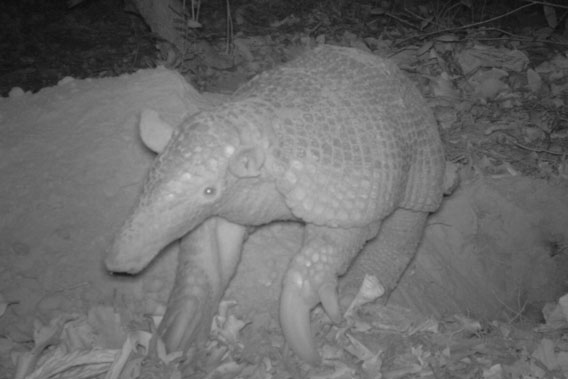 A giant armadillo in Brazil. Photo by: the Pantanal Giant Armadillo Project.