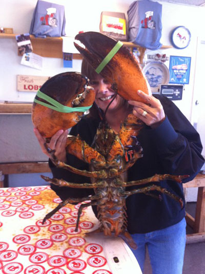 Caught off the coast of Canada, this 18-pound American lobster was saved from being cooked by a seafood distributor in San Francisco and now has a new home at the New York Aquarium. Photo courtesy of the Wildlife Conservation Society (WCS).